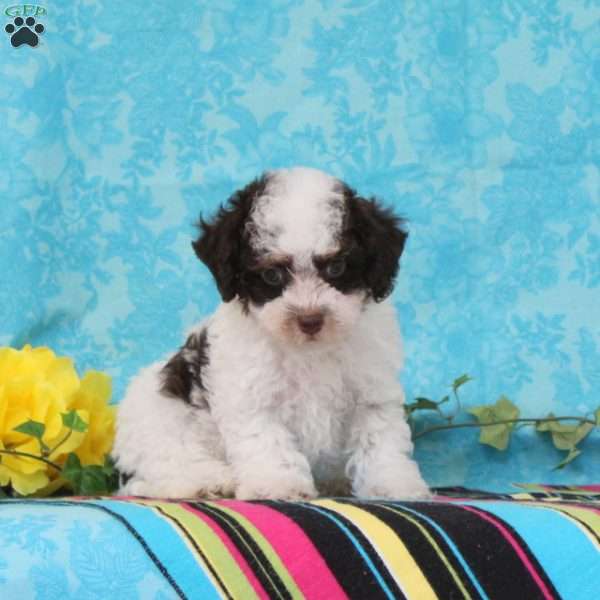Max, Toy Poodle Puppy
